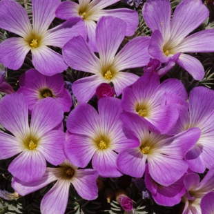 Oxalis adenophylla